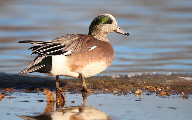 American Wigeon reference