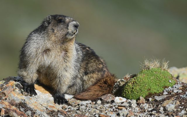 Hoary Marmot reference