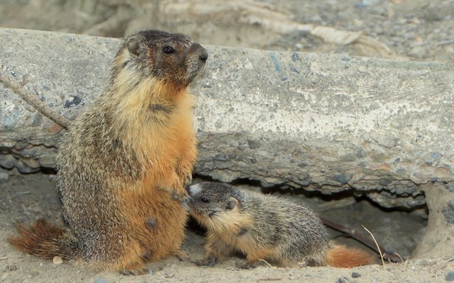 Yellow-bellied Marmot reference