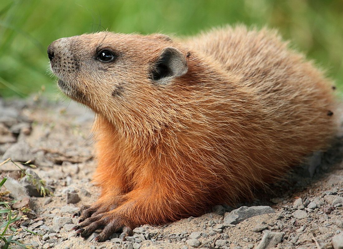 Marmota monax reference