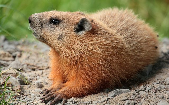 Woodchuck reference