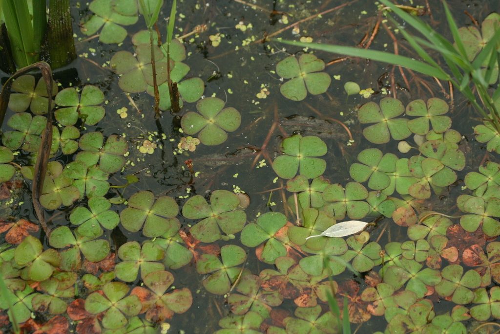Water Clover reference
