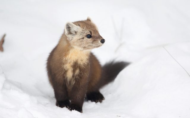 American Marten reference