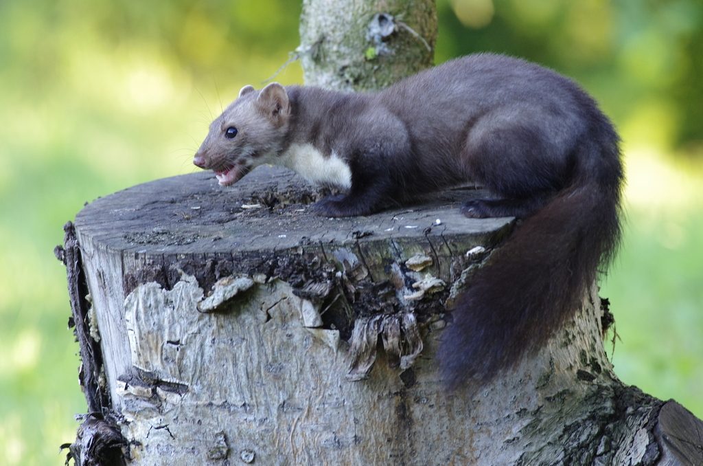 Beech Marten reference