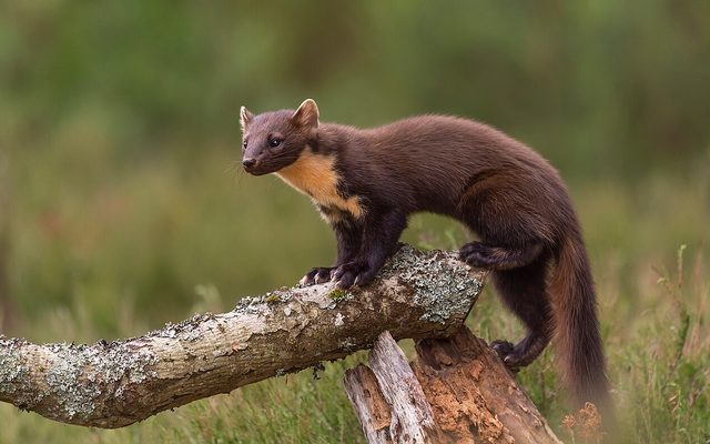 European Pine Marten reference