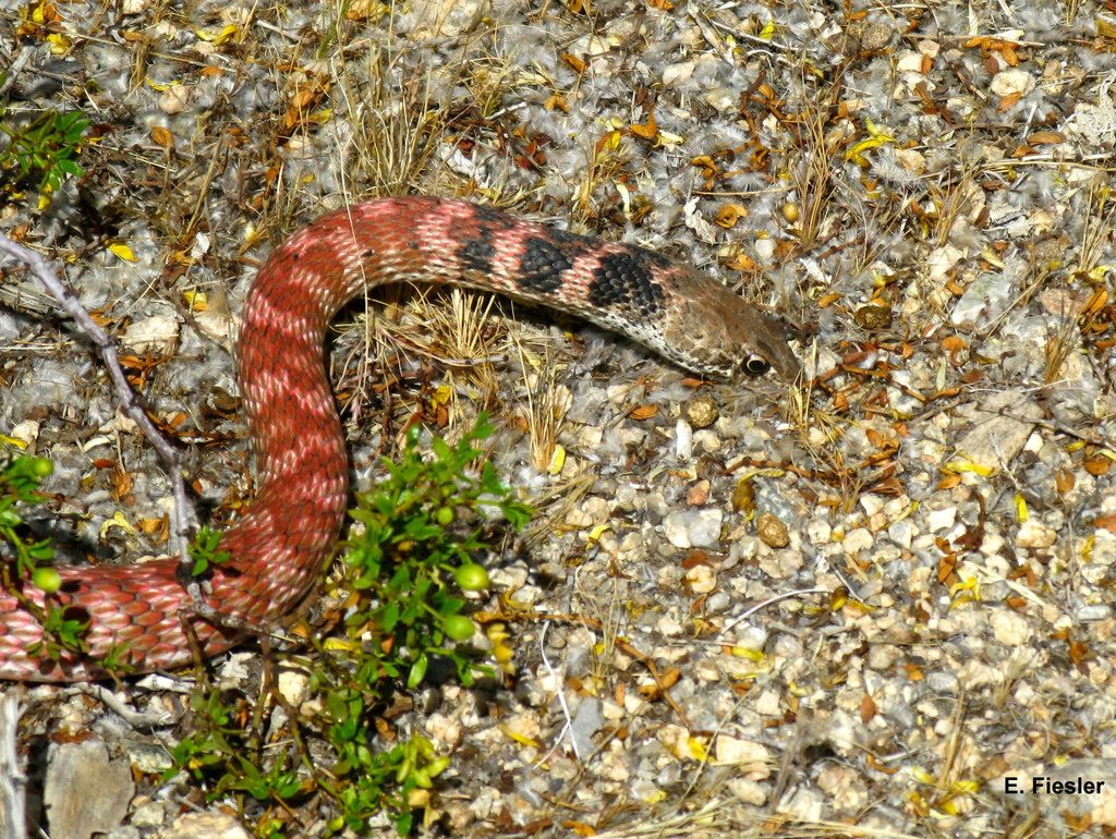 Common Coachwhip reference