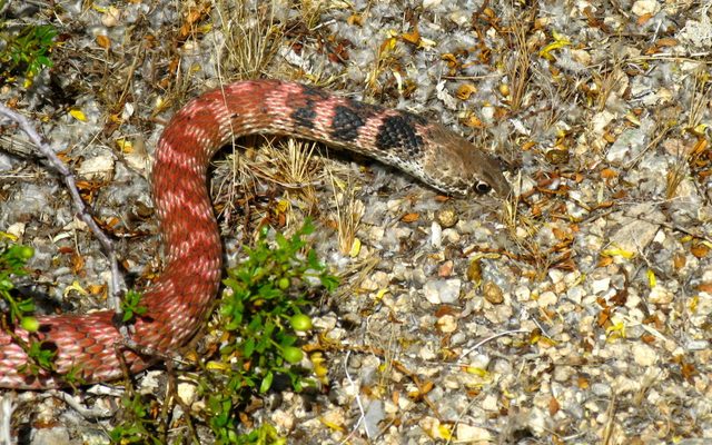 Coachwhip reference
