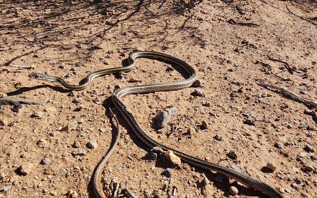 Striped Whipsnake reference
