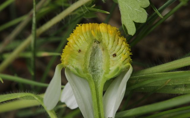 German Chamomile reference