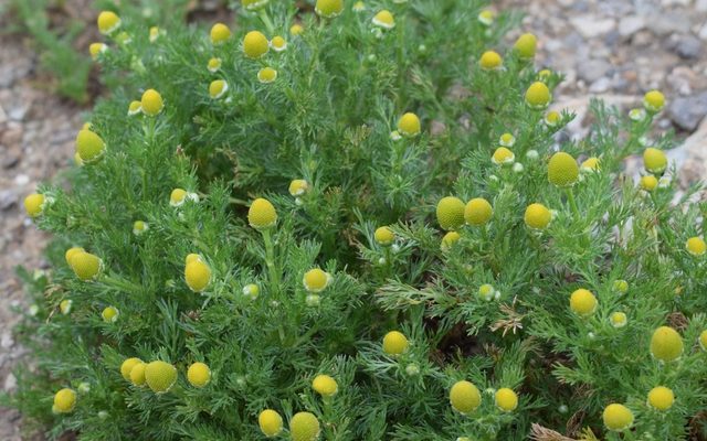 Pineappleweed reference