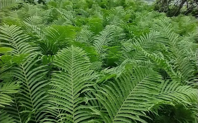 Ostrich Fern reference
