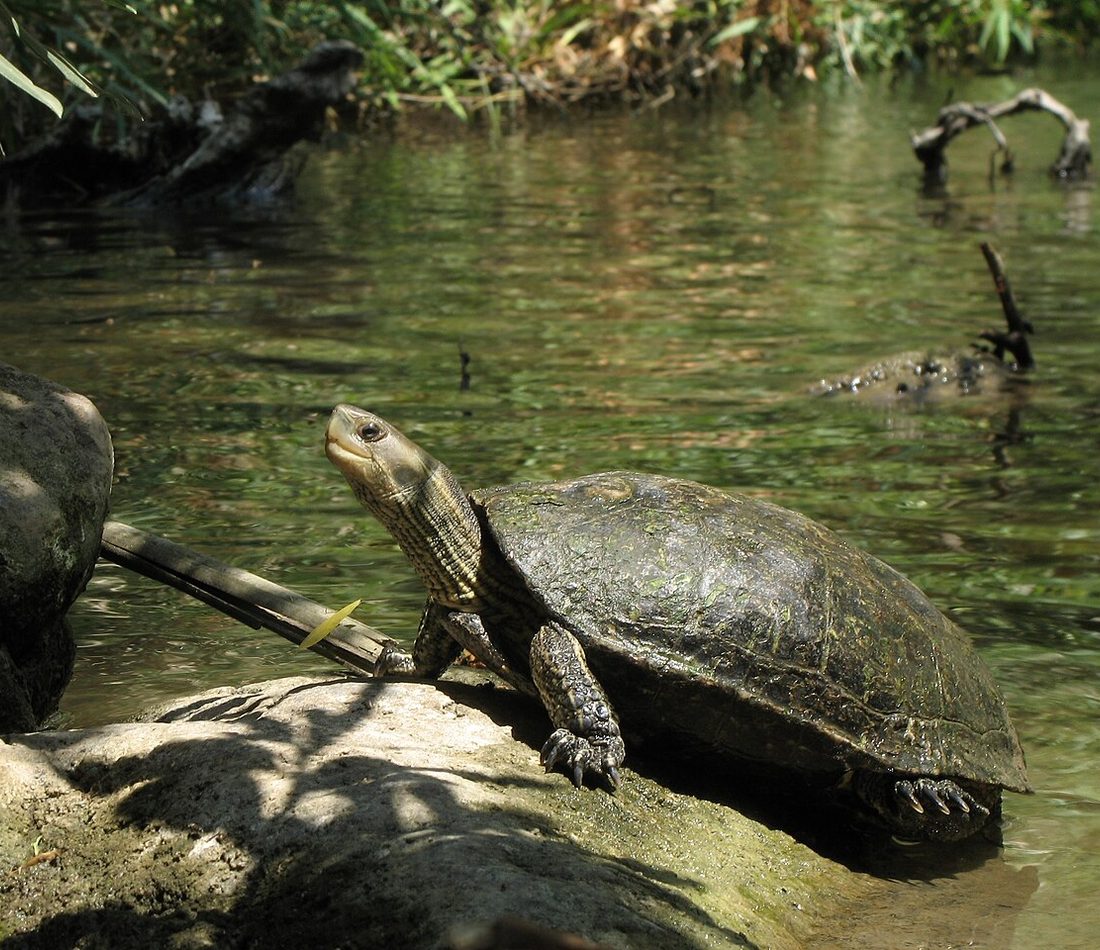 Caspian Turtle reference
