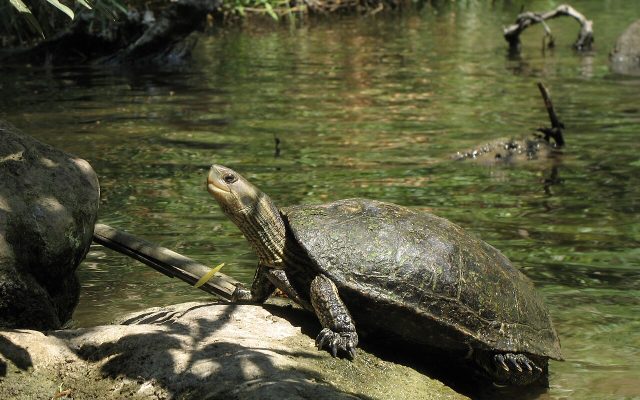 Caspian Turtle reference