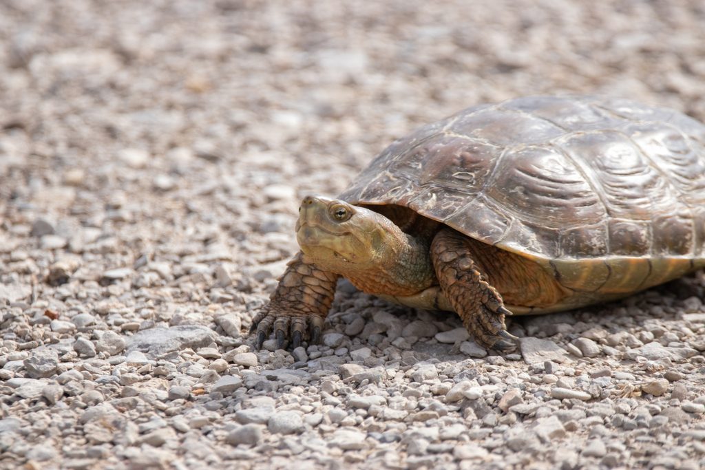 Spanish Pond Turtle reference