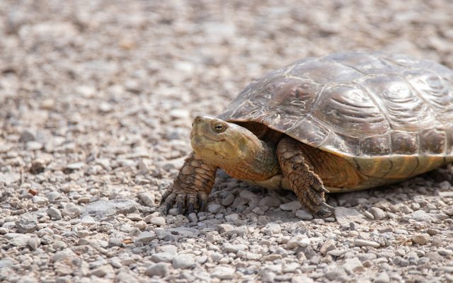 Spanish Pond Turtle reference