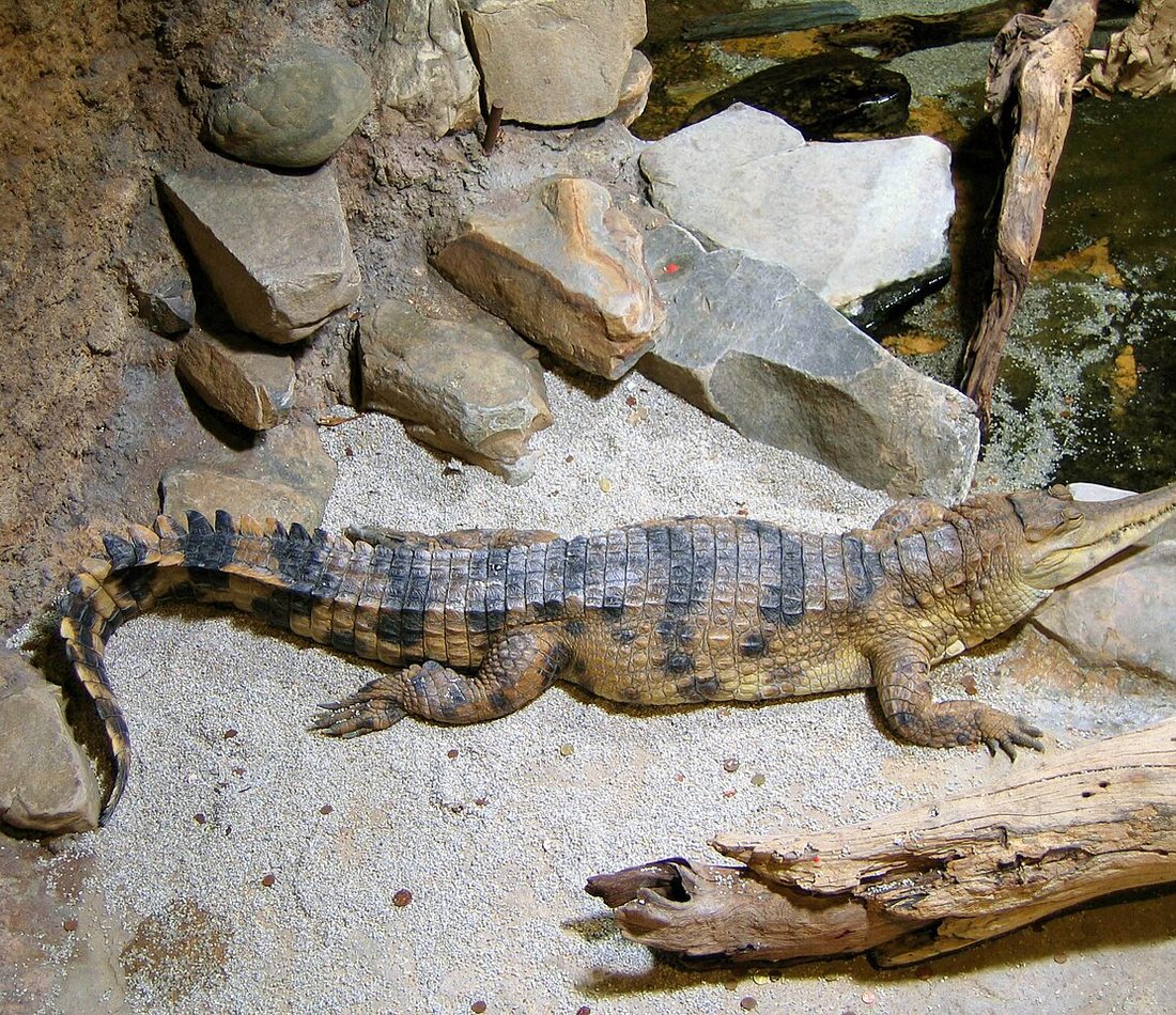 Slender-snouted Crocodile reference