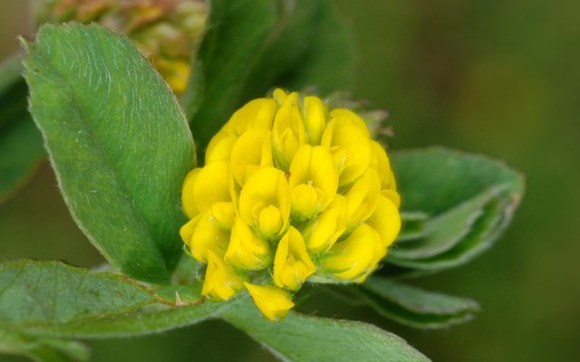 Black Medick reference