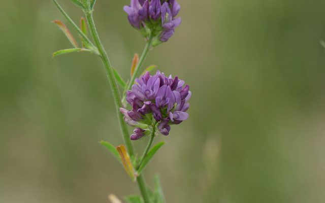 Alfalfa reference