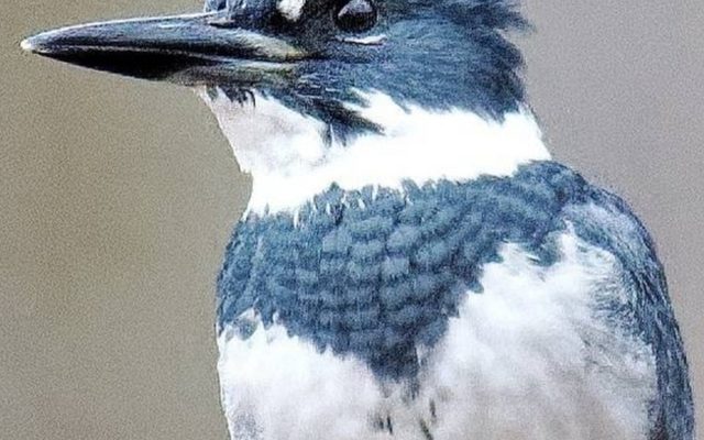 Belted Kingfisher reference
