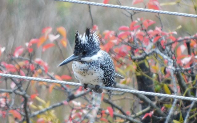 Crested Kingfisher reference