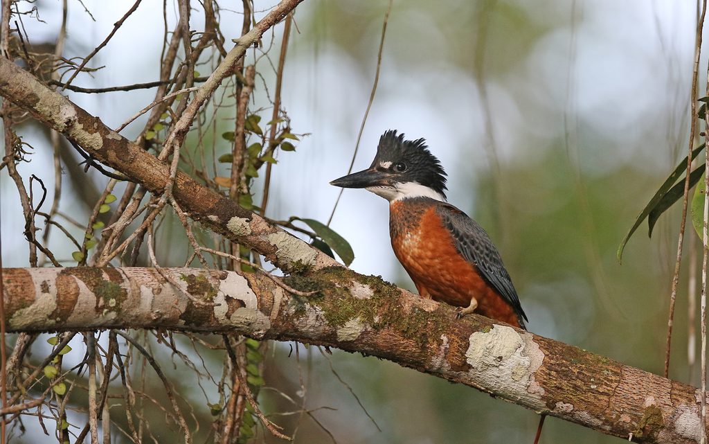 Ringed Kingfisher reference