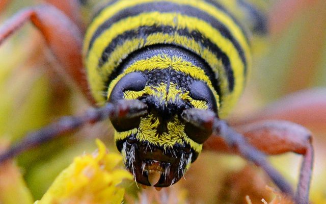 Locust Borer reference