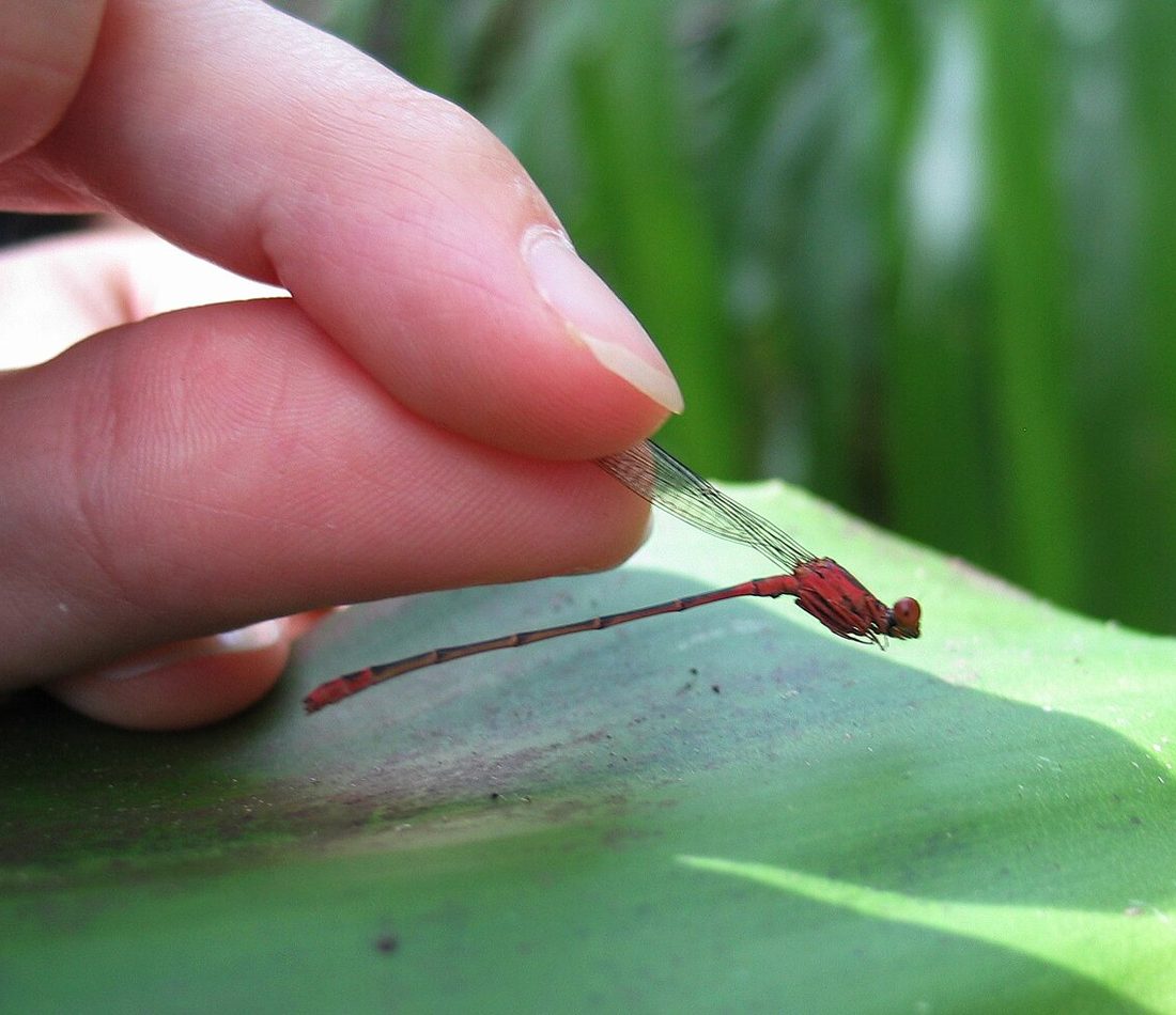 Orangeblack Hawaiian Damselfly reference