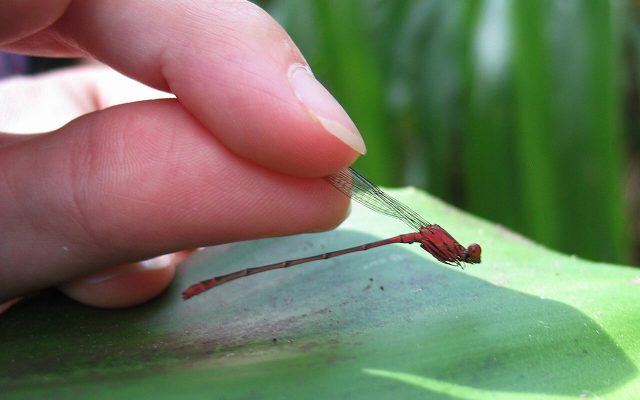 Crimson Hawaiian Damselfly reference