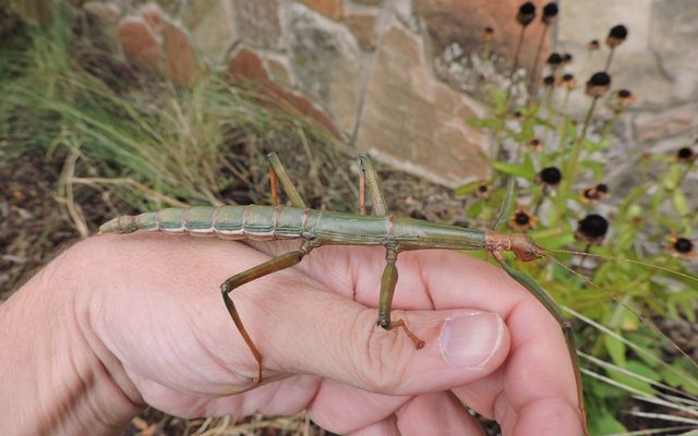 Giant Prairie Walkingstick reference
