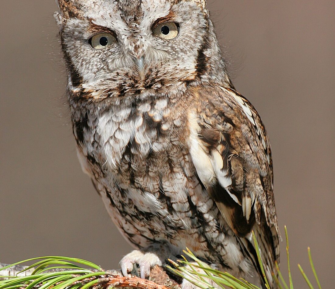 Eastern Screech Owl reference