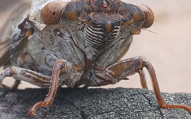 Giant Grassland Cicada reference