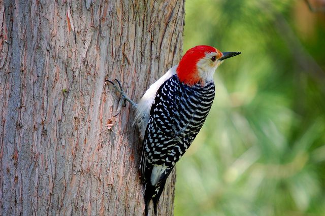 Red-bellied Woodpecker reference