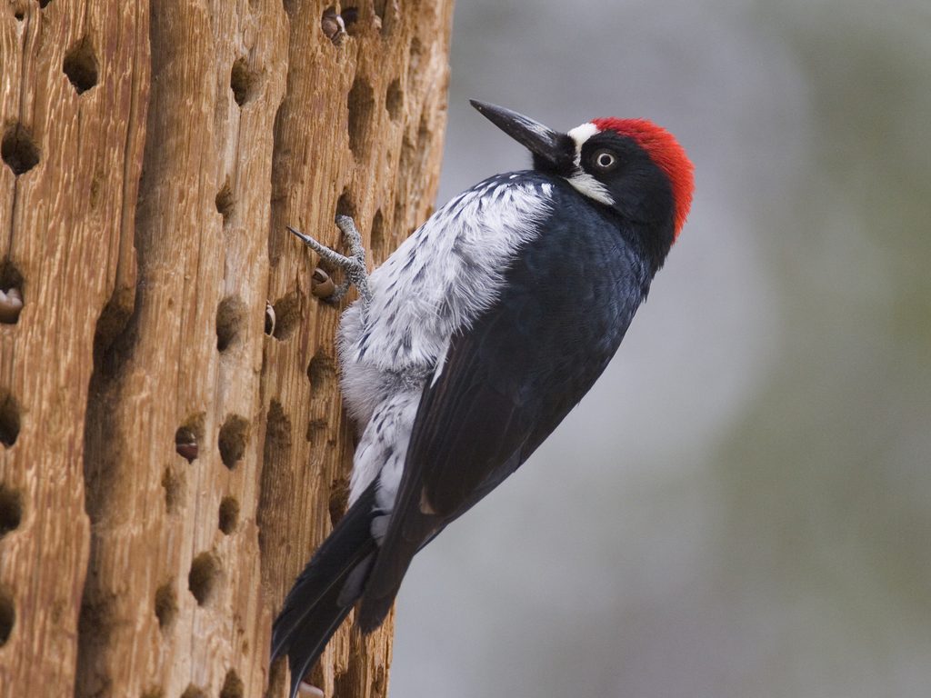 Acorn Woodpecker reference