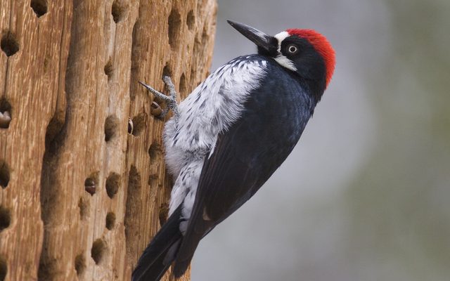 Acorn Woodpecker reference