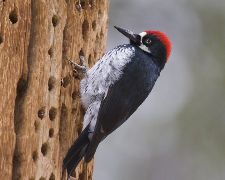 Acorn Woodpecker