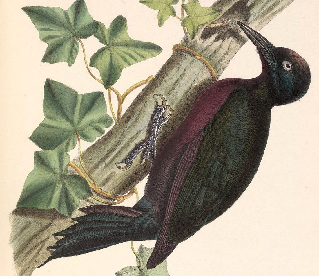 Guadeloupe Woodpecker reference