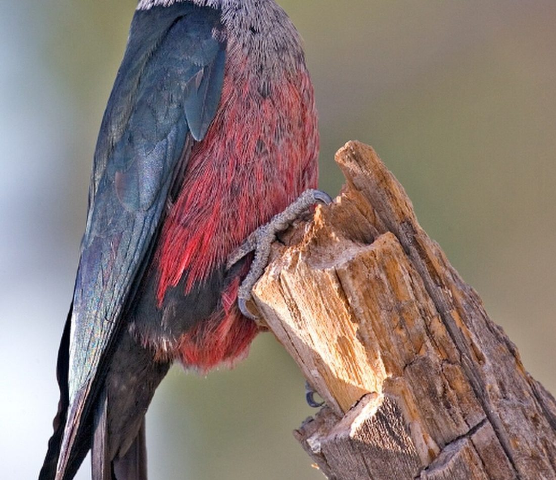 Lewis's Woodpecker reference