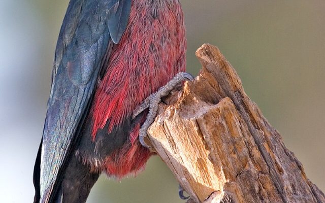 Lewis's Woodpecker reference