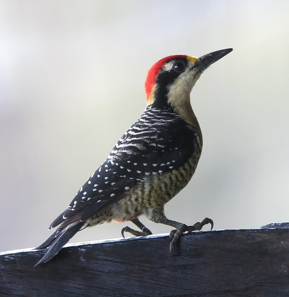 Black-cheeked Woodpecker reference