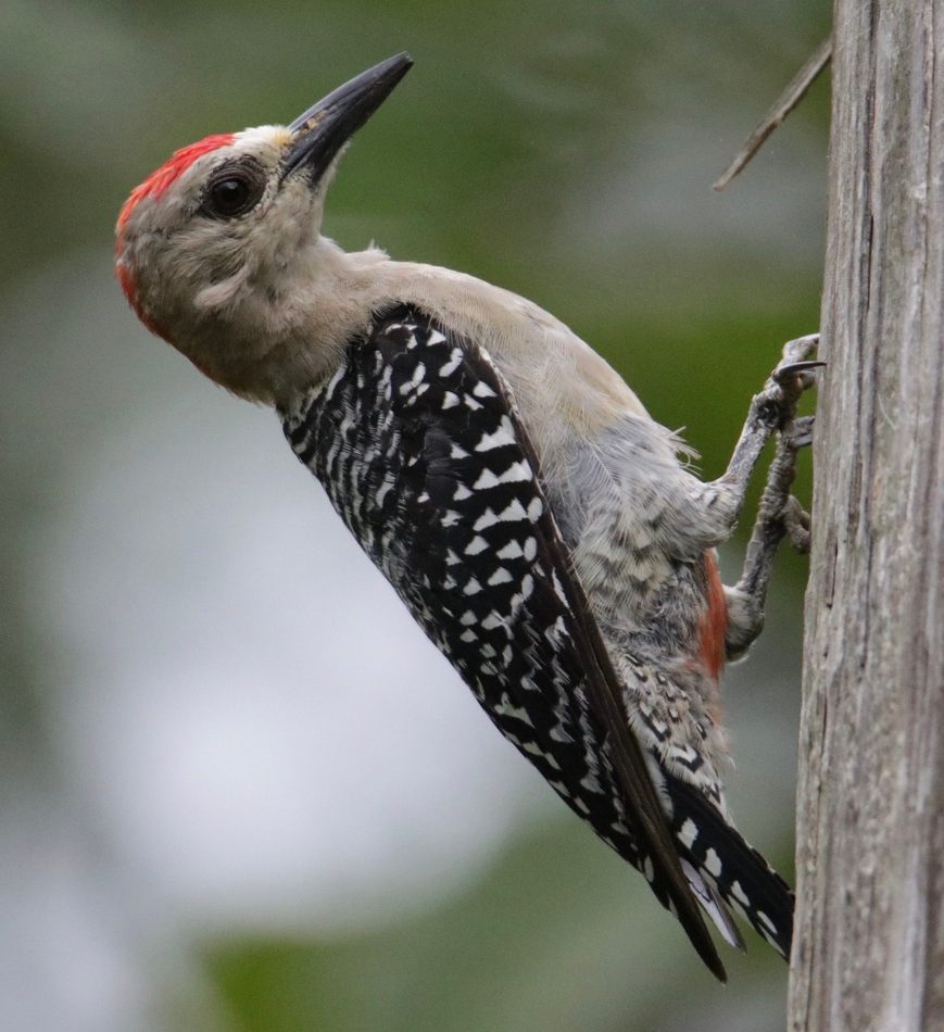 Red-crowned Woodpecker reference