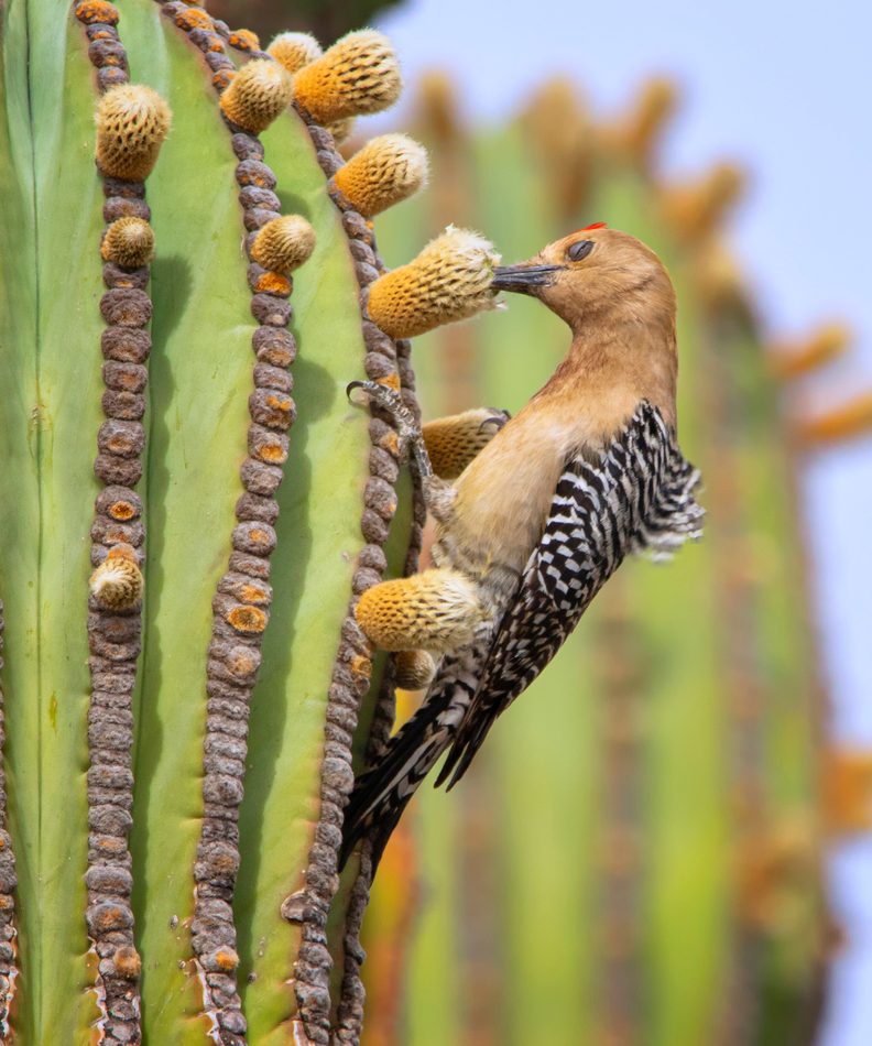 Gila Woodpecker reference