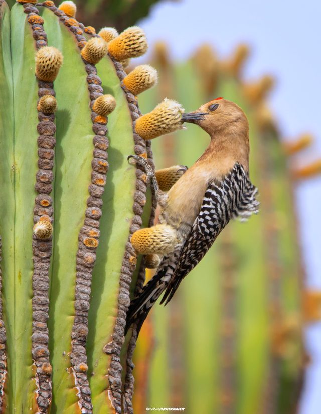 Gila Woodpecker reference