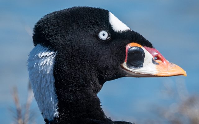Surf Scoter reference