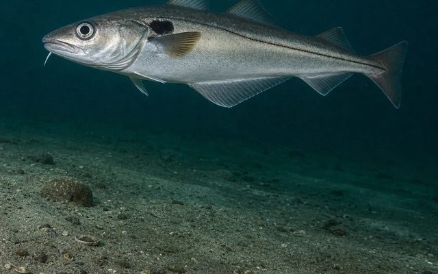 Haddock reference