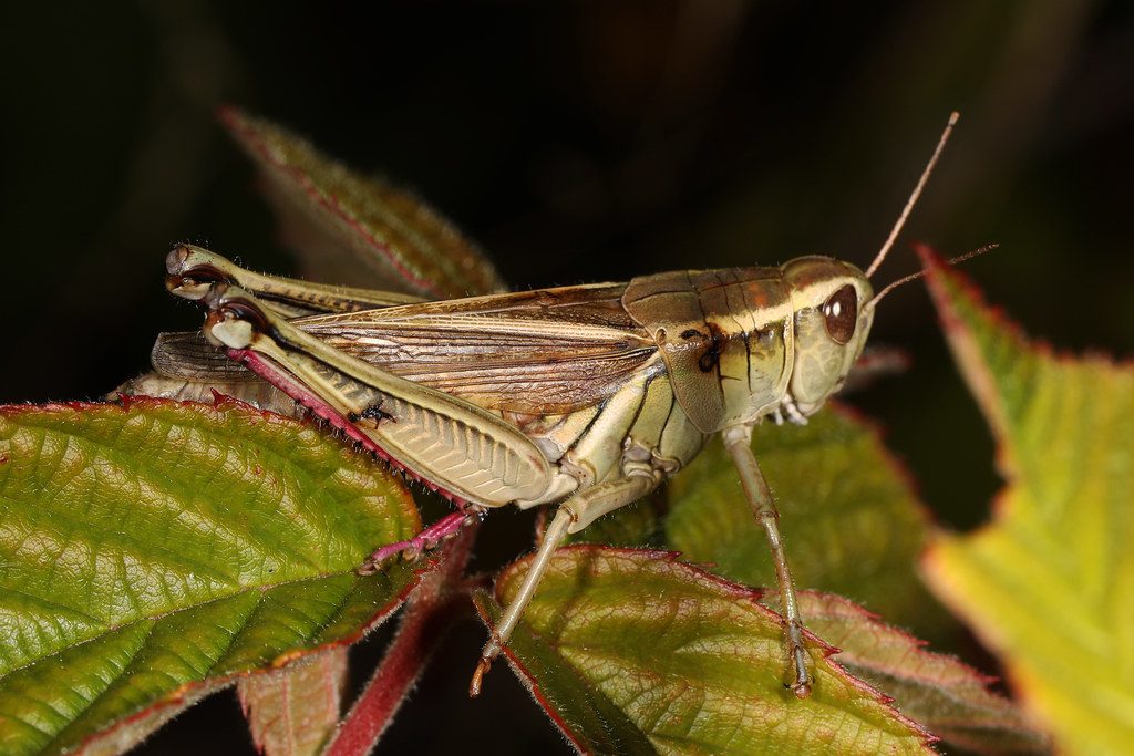 Two-striped Grasshopper reference