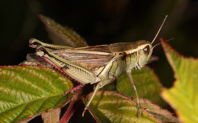 Two-striped Grasshopper reference