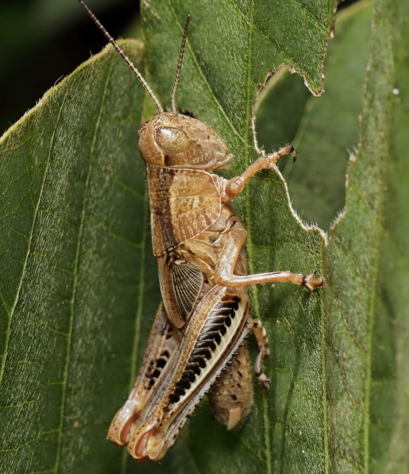Differential Grasshopper reference