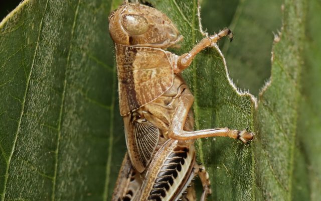 Differential Grasshopper reference
