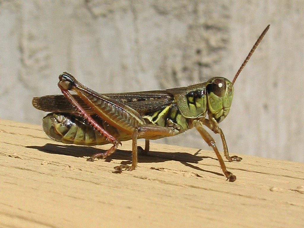Red-legged Grasshopper reference