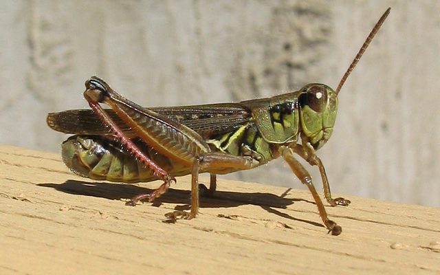Red-legged Grasshopper reference